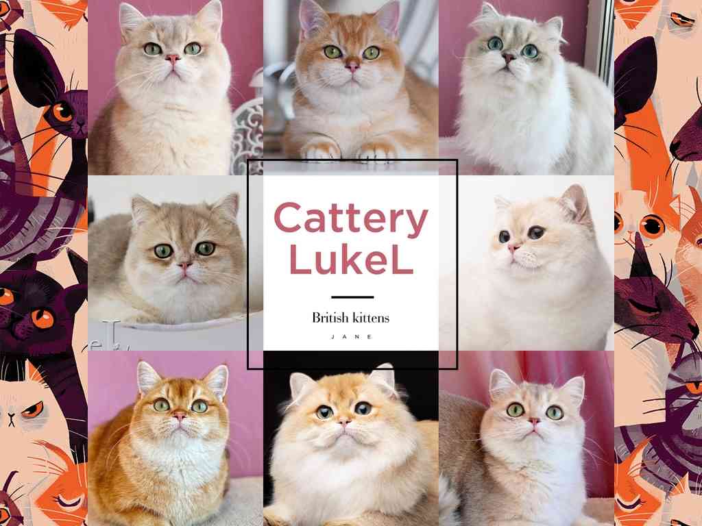 Питомник кошек - LukeL - Обложка