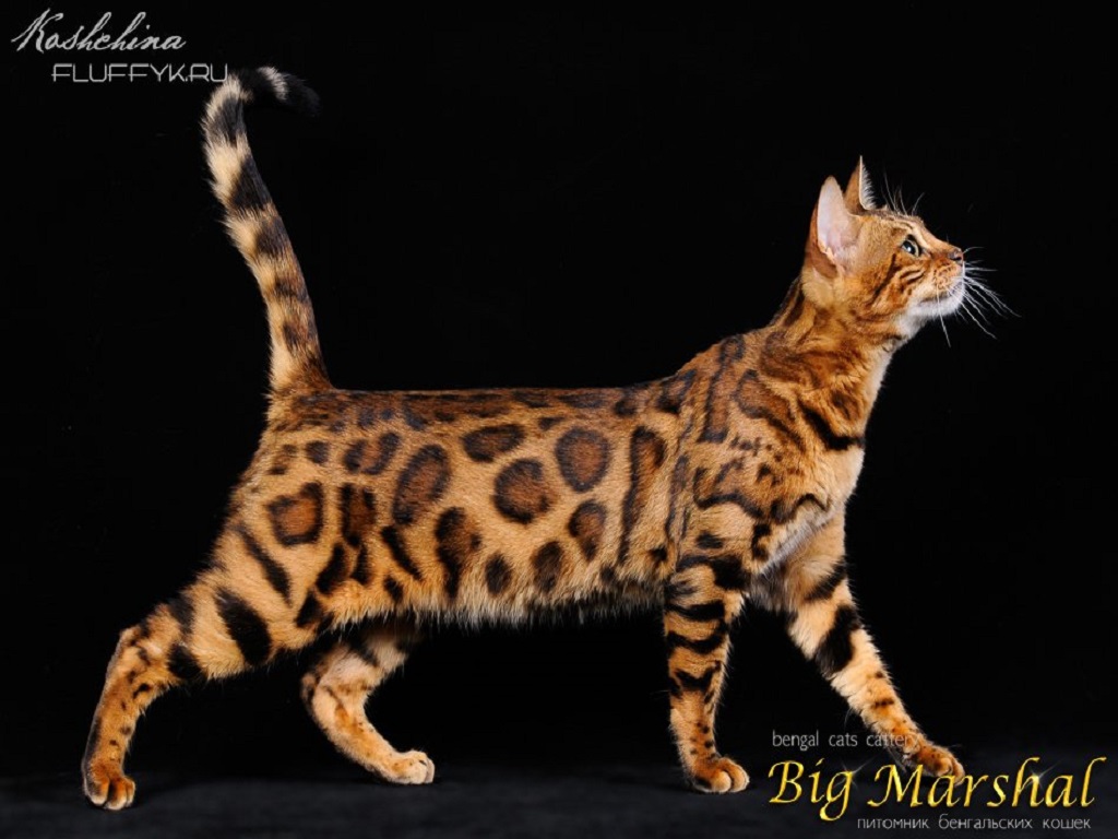 Питомник кошек - Big Marshal - Обложка