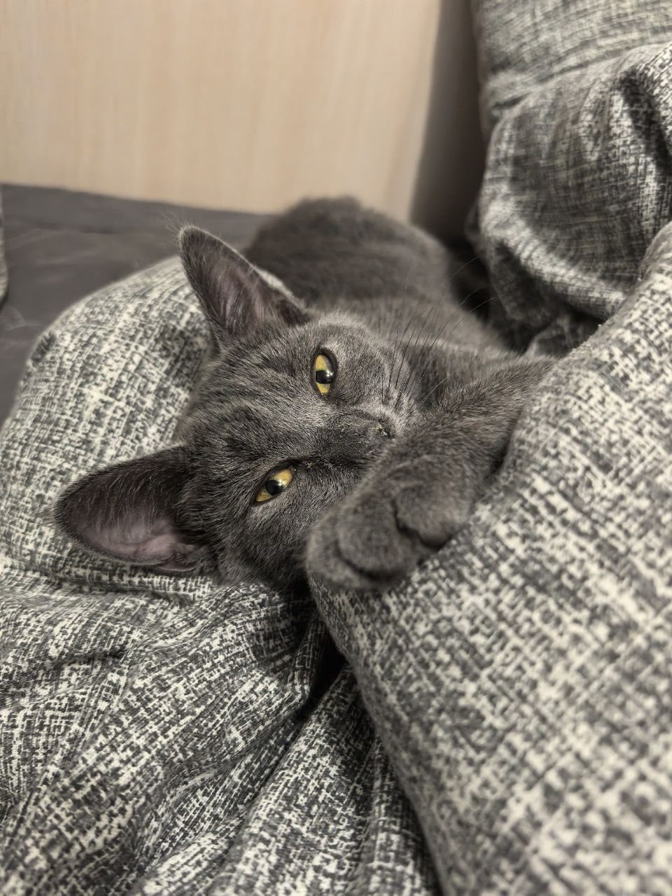 Жорика - Имена для девочек - Клички для котов и кошек