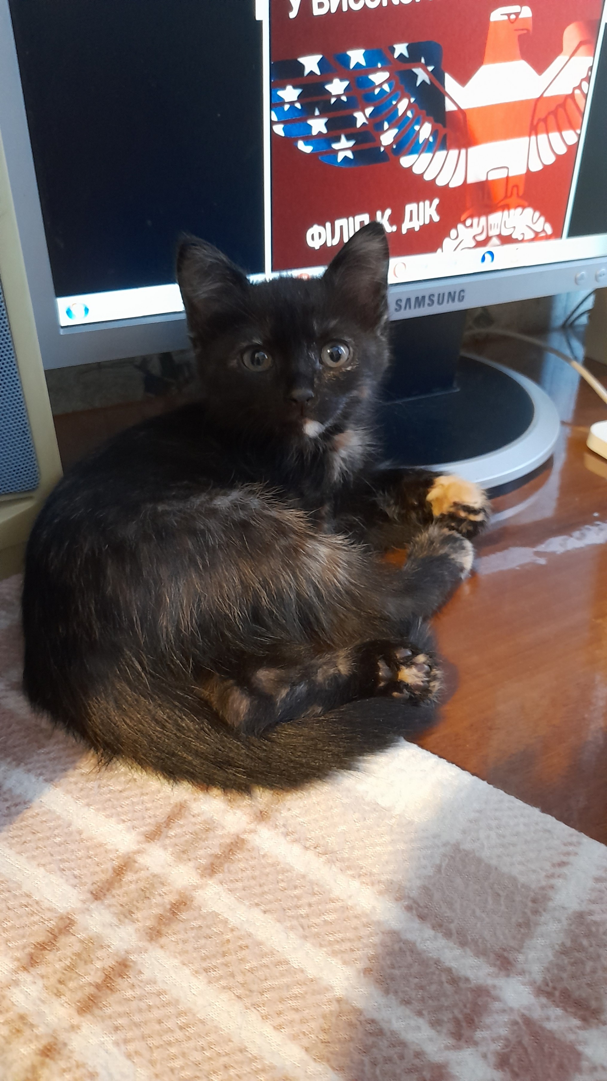 Ося - Имена для девочек - Клички для котов и кошек