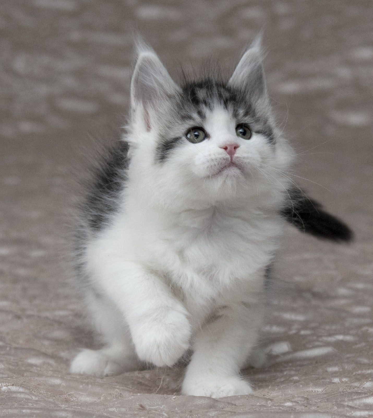 Игоряс - Имена для мальчиков - Клички для котов и кошек