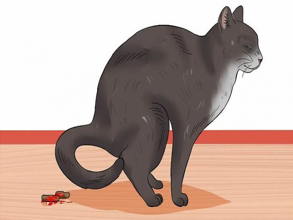 Кровь в кале у кошки - Энтерит - Лечение кошек