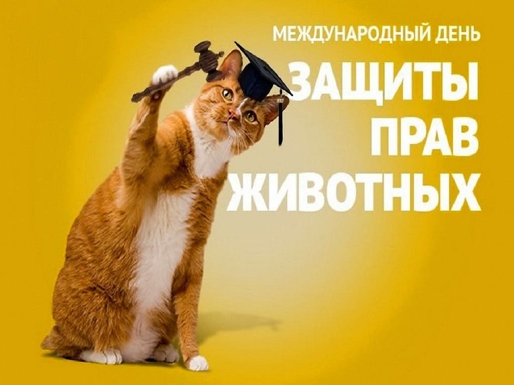 10 декабря международный день прав животных - Праздники кошек