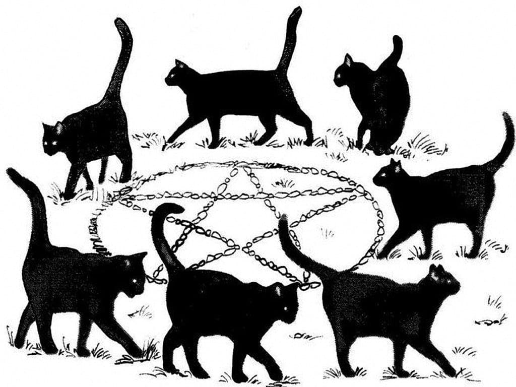 17 ноября день защиты чёрных кошек - Праздники кошек