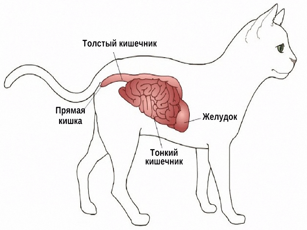 Непроходимость кишечника у кошек - Илеус - Лечение кошек