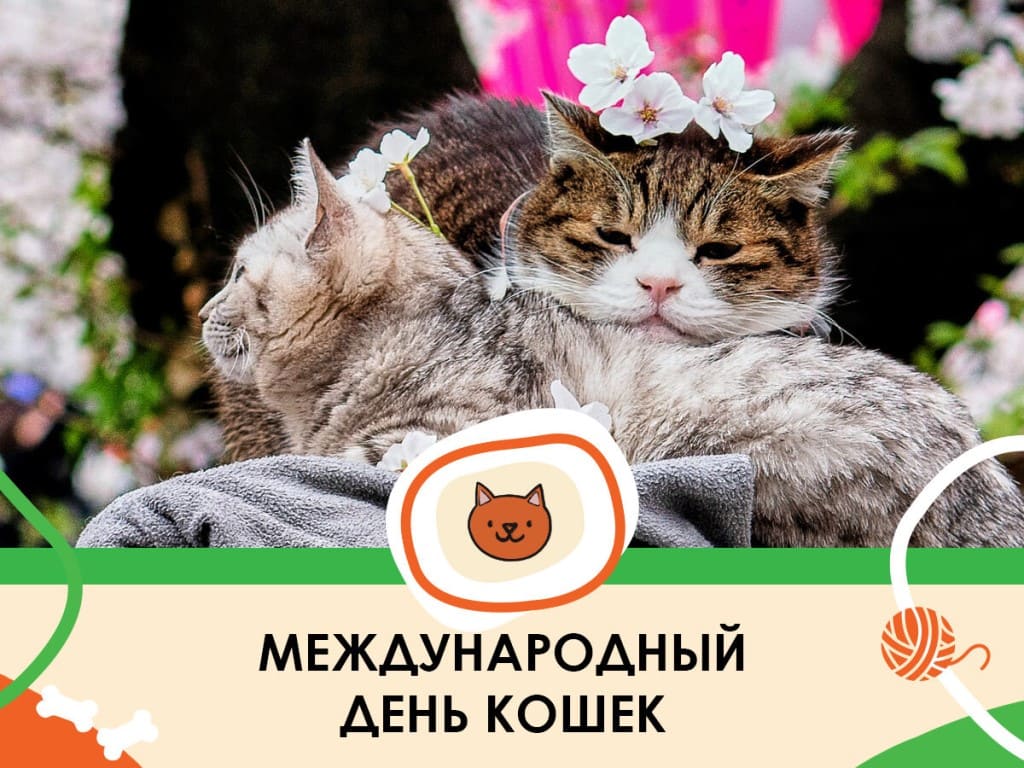 8 августа международный день кошек - World Cat Day - Праздники кошек