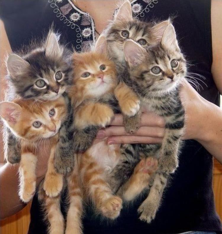 Пять котят