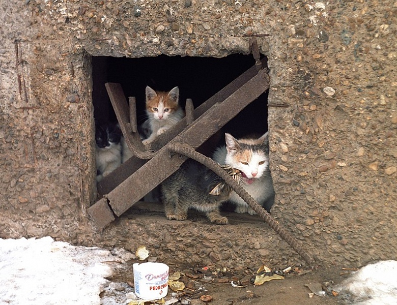 Кошки в подвале дома. Кошки в подвале. Котик в подвале. Подвальные котята. Замурованные кошки.