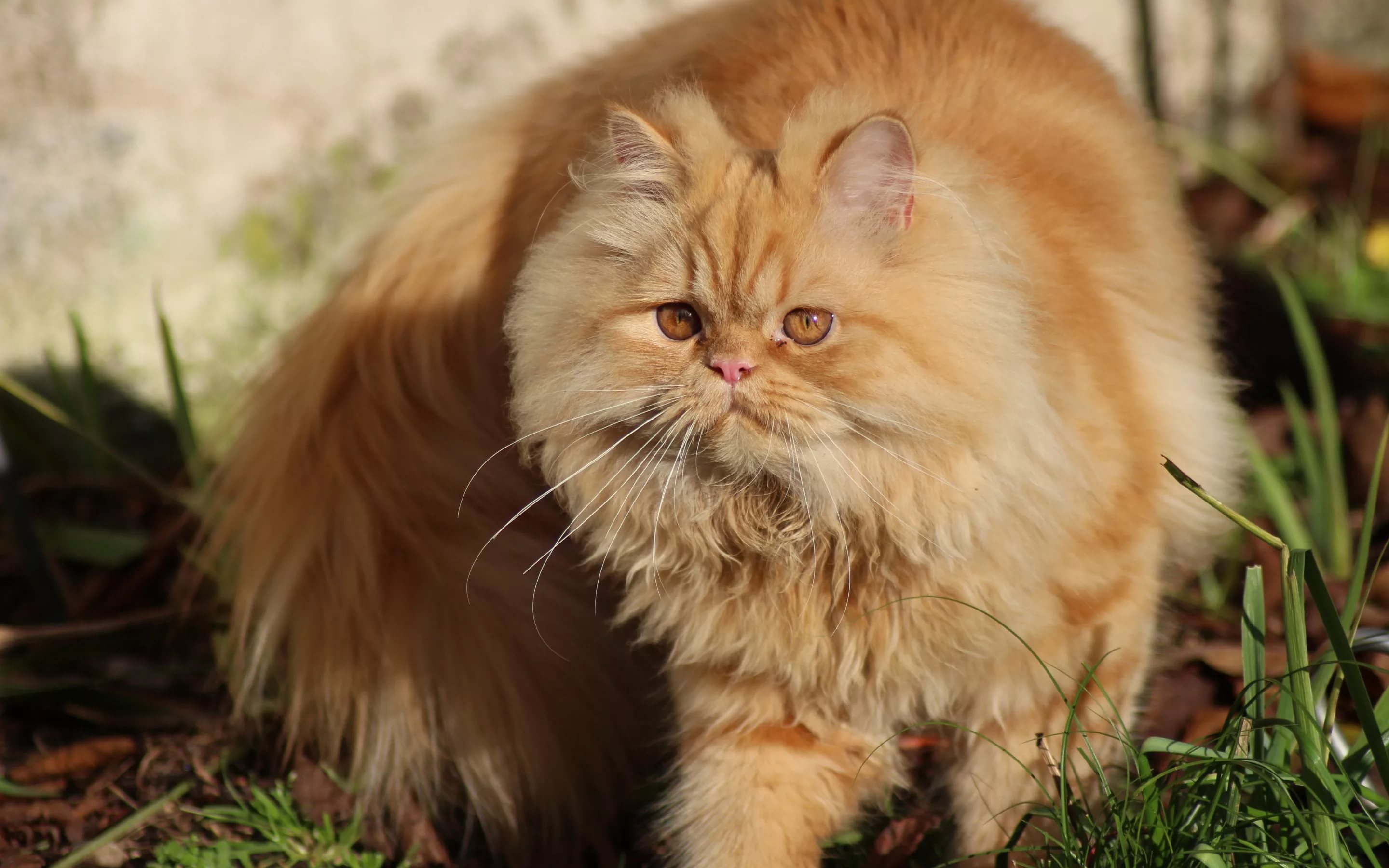 А у персидской кошки