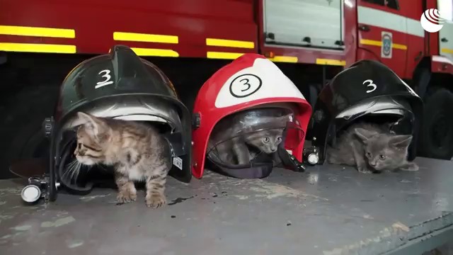 Пушистый пожарный караул в Саранске