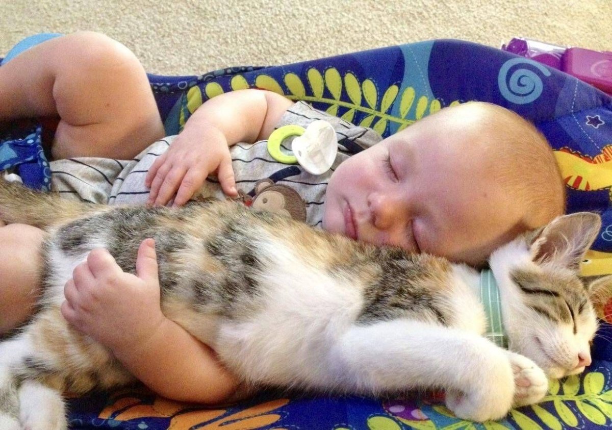 Ребёнок и котёнок
