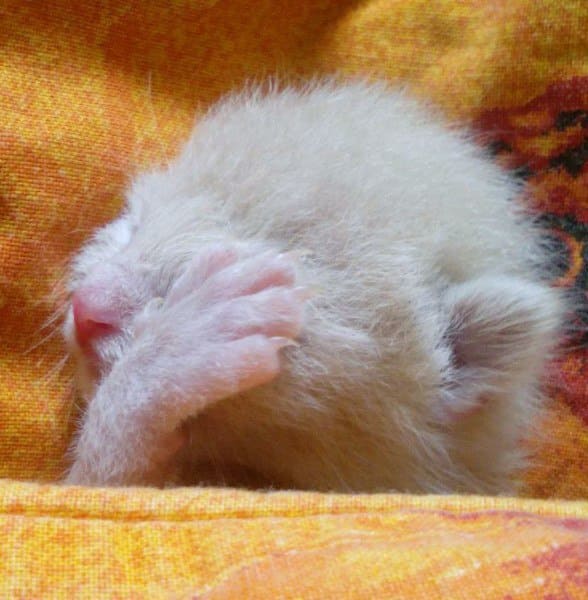 Новорождённый белый котёнок