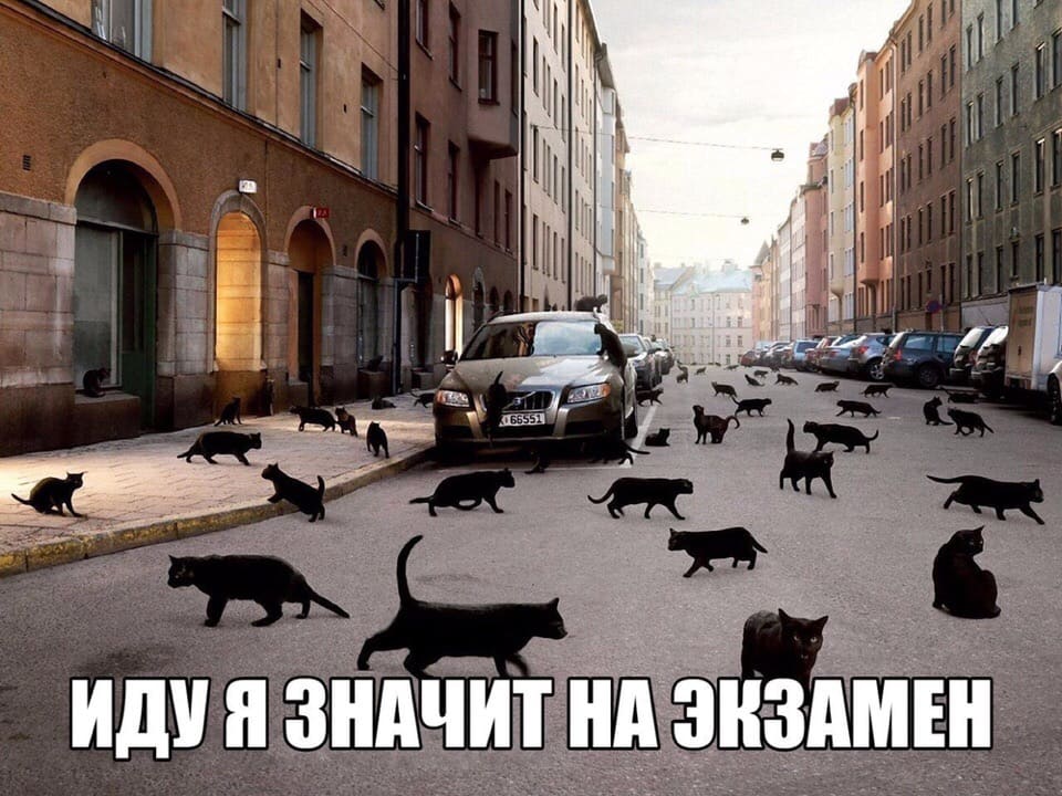Мем с чёрными кошками