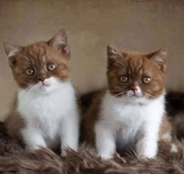 Два котёнка шоколадно беленьких
