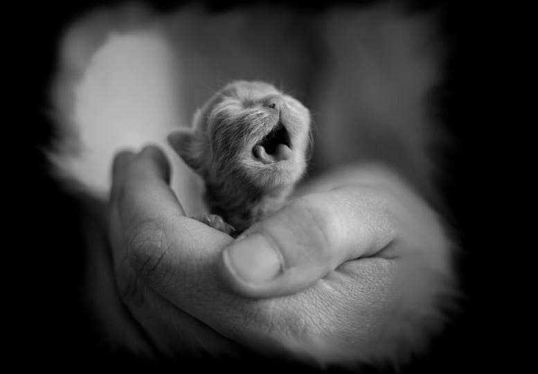 Новорожденный котёнок подаёт голос
