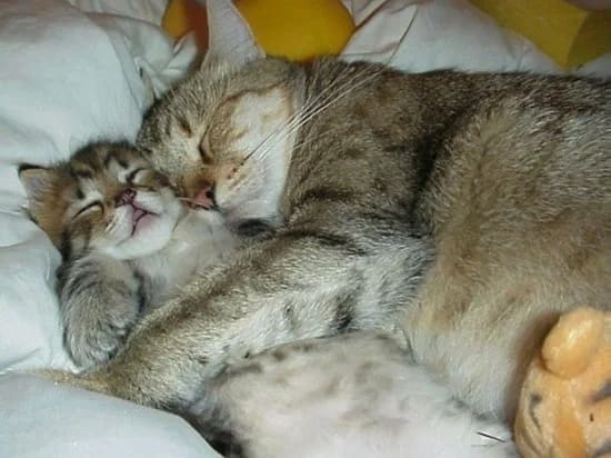 С мамой кошкой спится спокойно