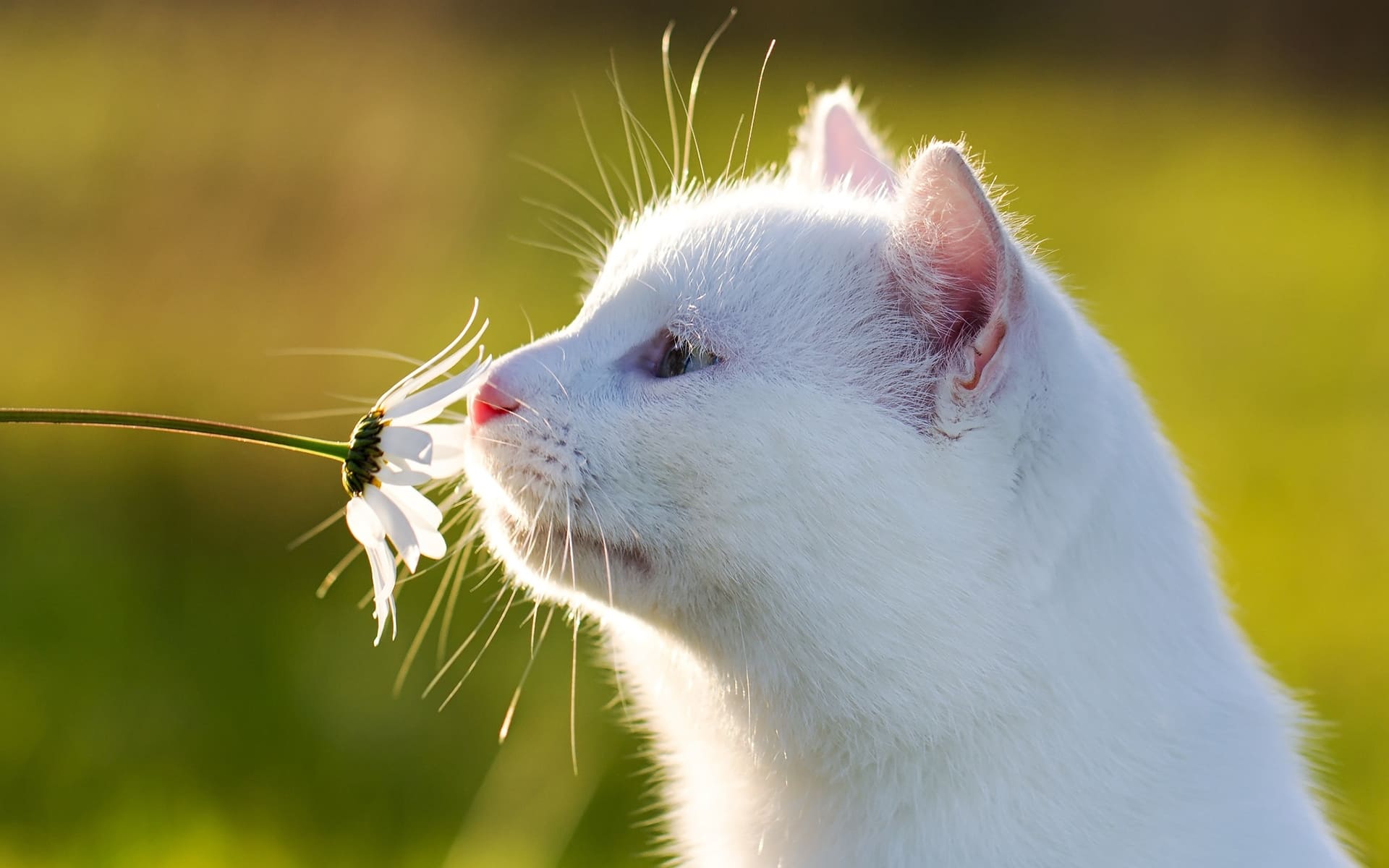Белый кот с цветочком