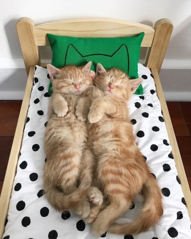 Рыжие котята спят в кроватке