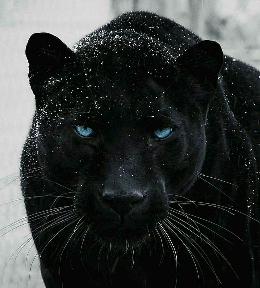 Красавица пантера в снежку