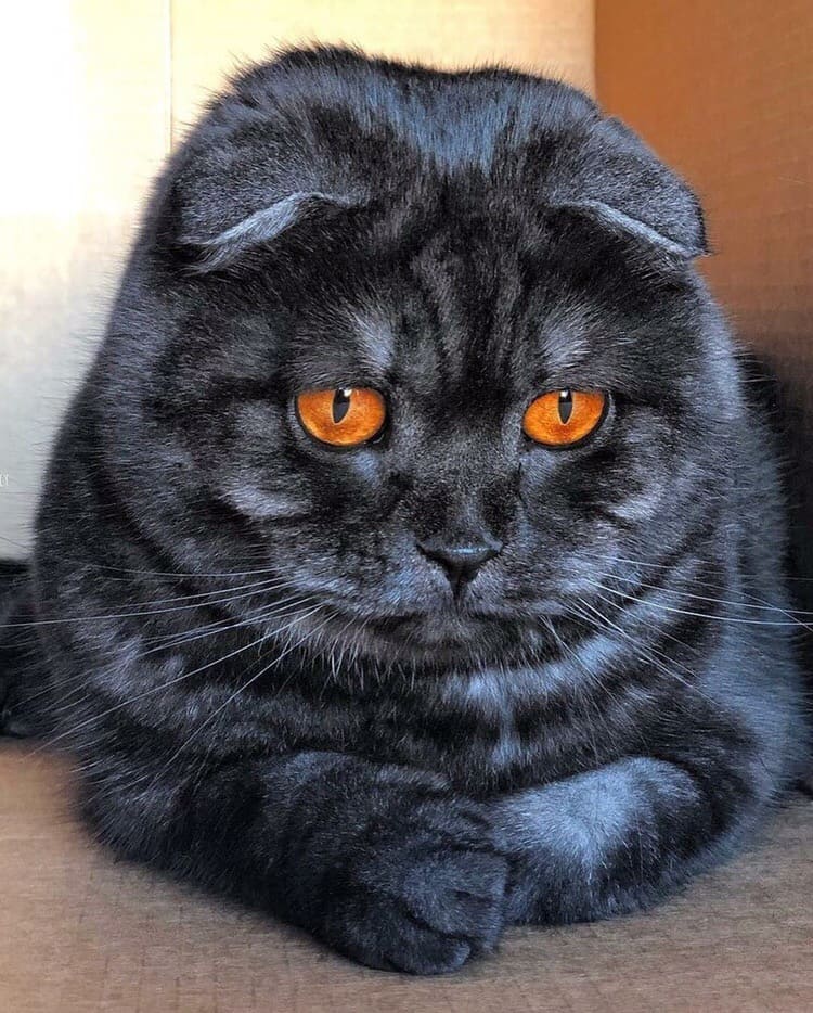 Серый кот с оранжевыми глазами