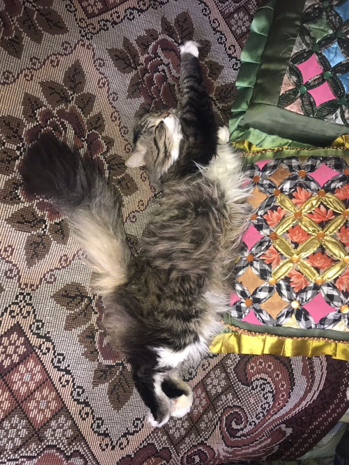 Пушистый котик спит на ковре