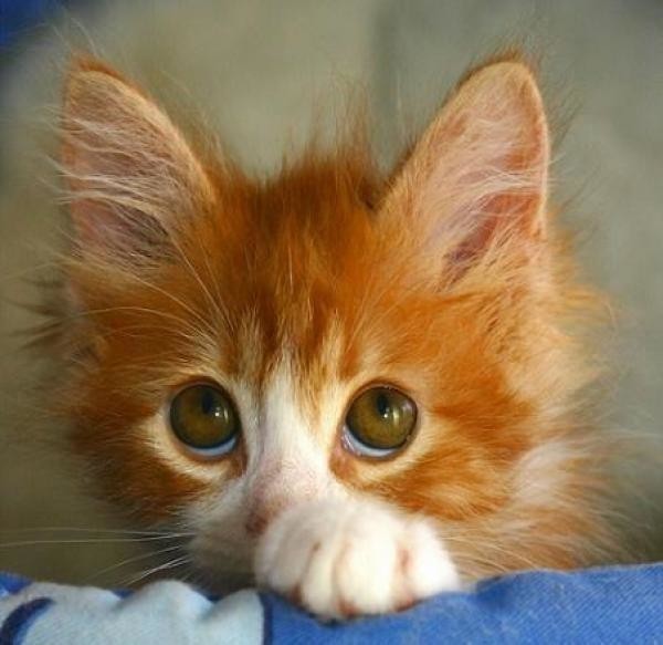 Рыженький котёнок с грустными глазками