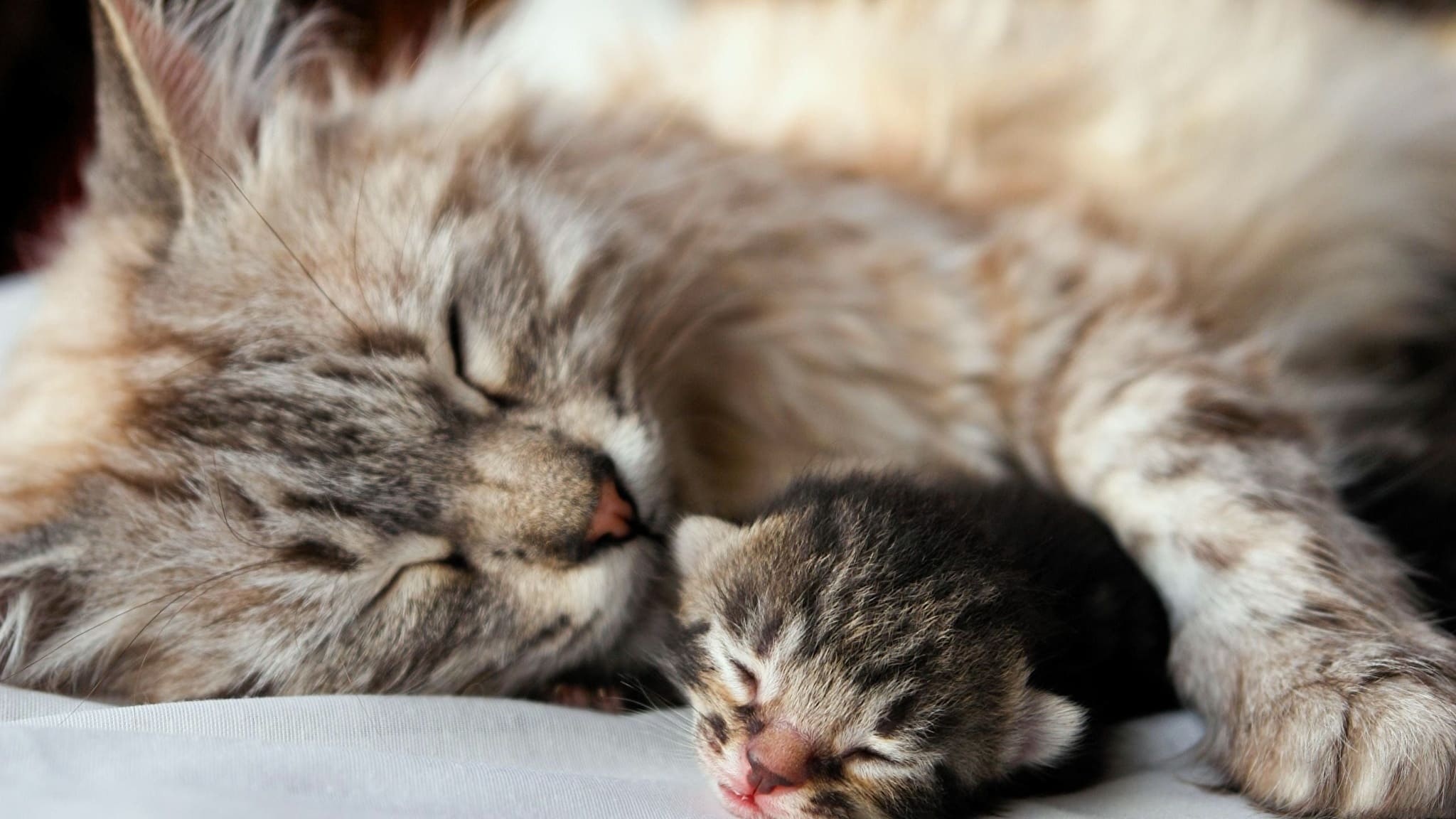 Спящие кошка с котёнком