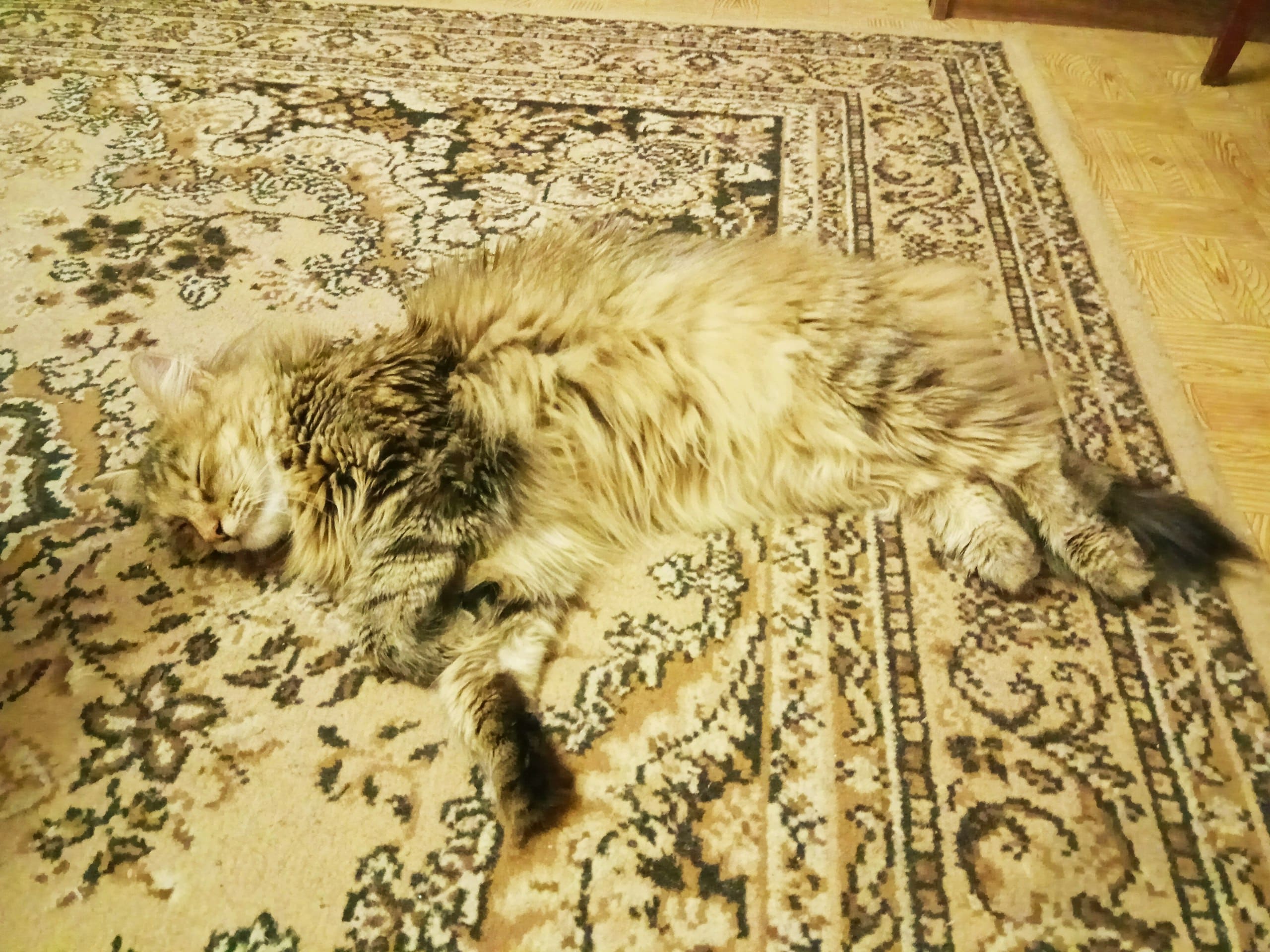 Кошка слилась с ковром