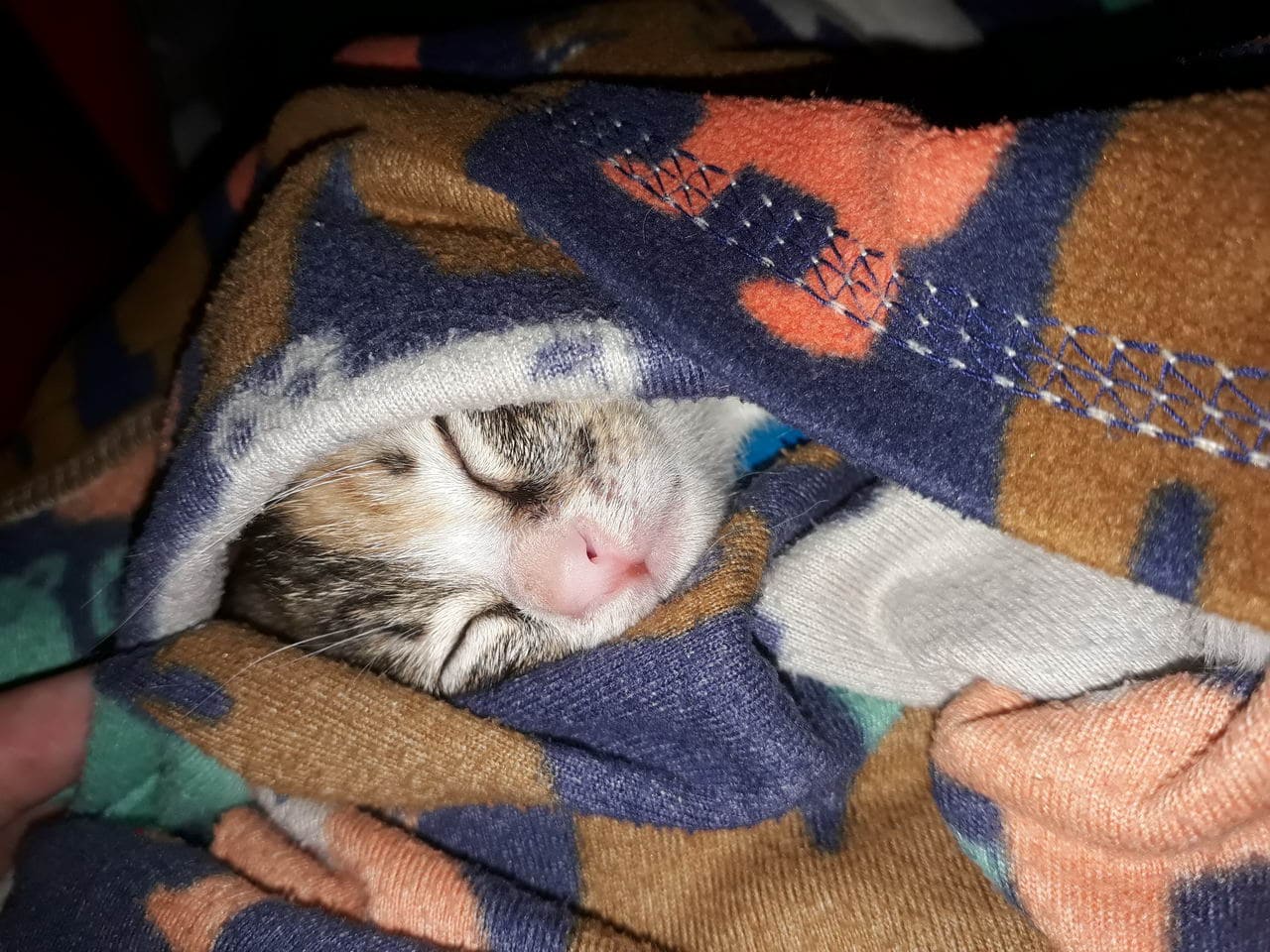 Котик в одеялке спит