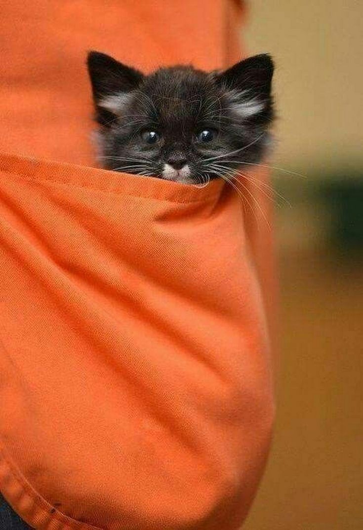 Котёнок в кармане халата