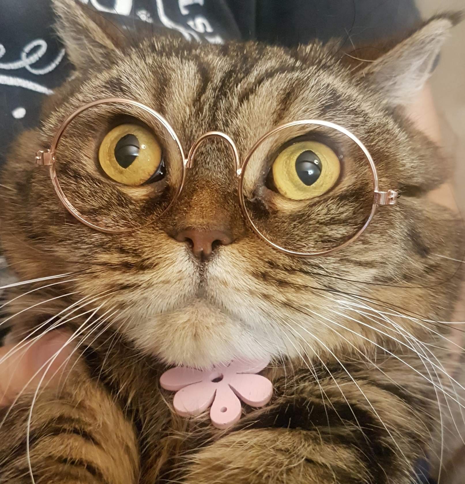 Умный кот в очках и с брелком
