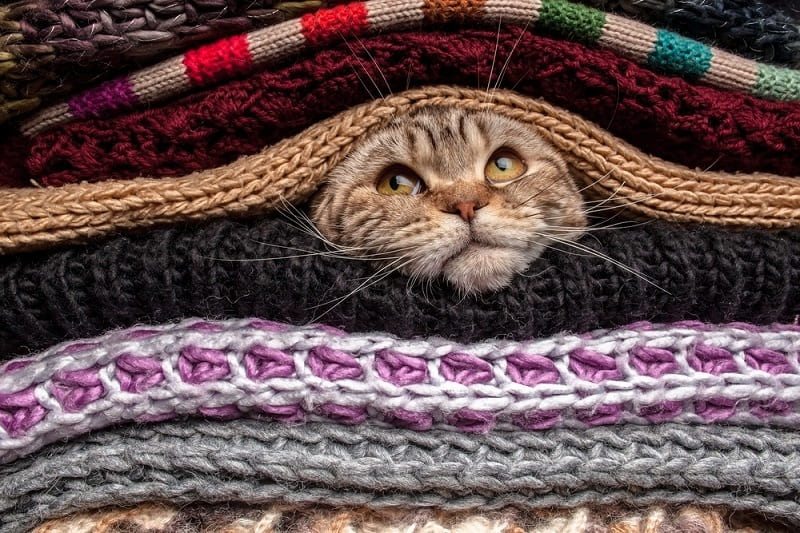 Полосатый котик спрятался в одеяльцах