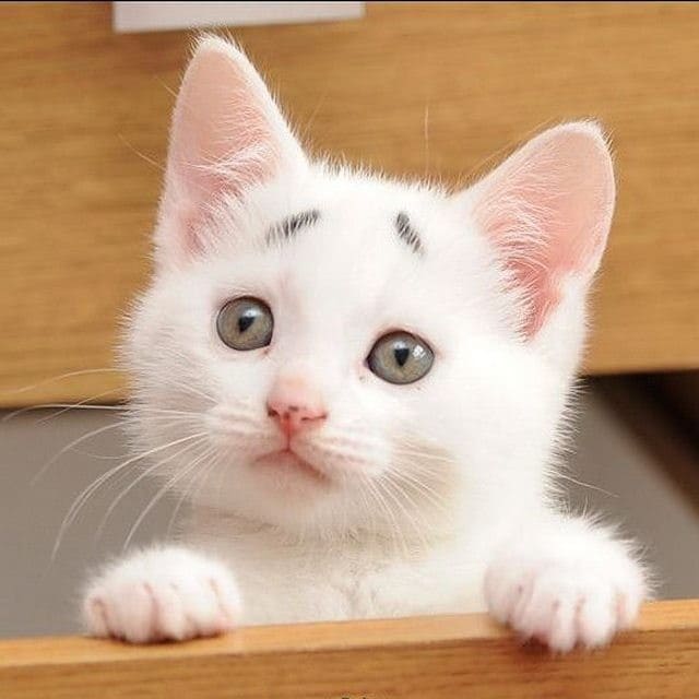Белый котёнок с бровками