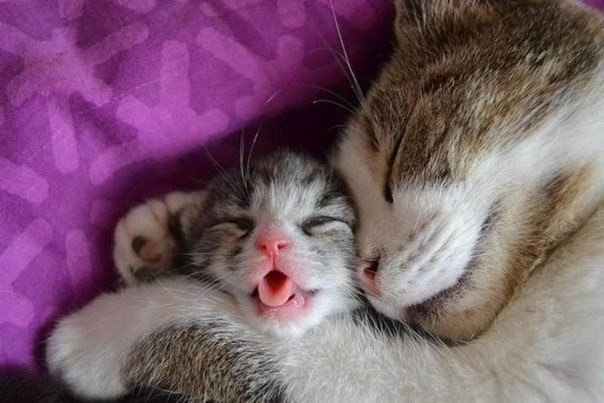 Кошечка спит обняв спящего котёнка
