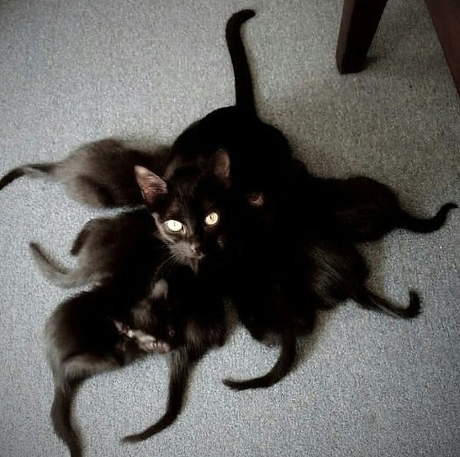 Чёрная кошка и много хвостиков котят
