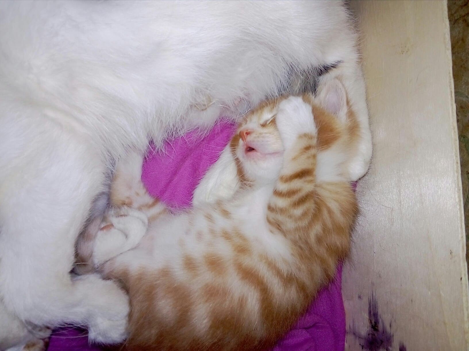 Беленькая кошечка и рыжий котёнок спят