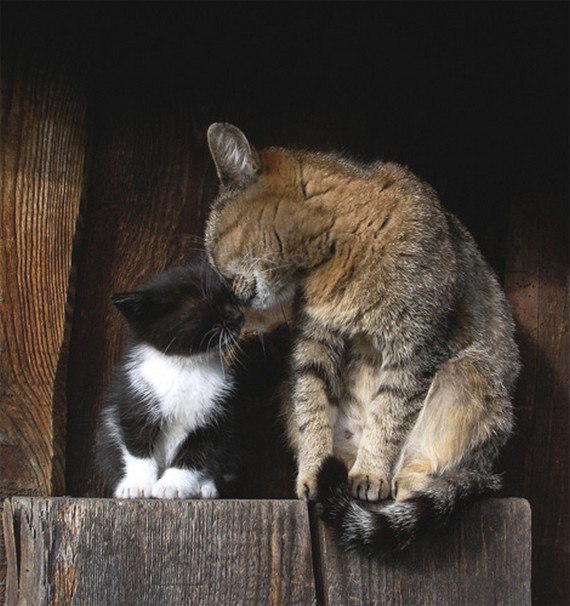 Кошка с котёнком сидят на калитке