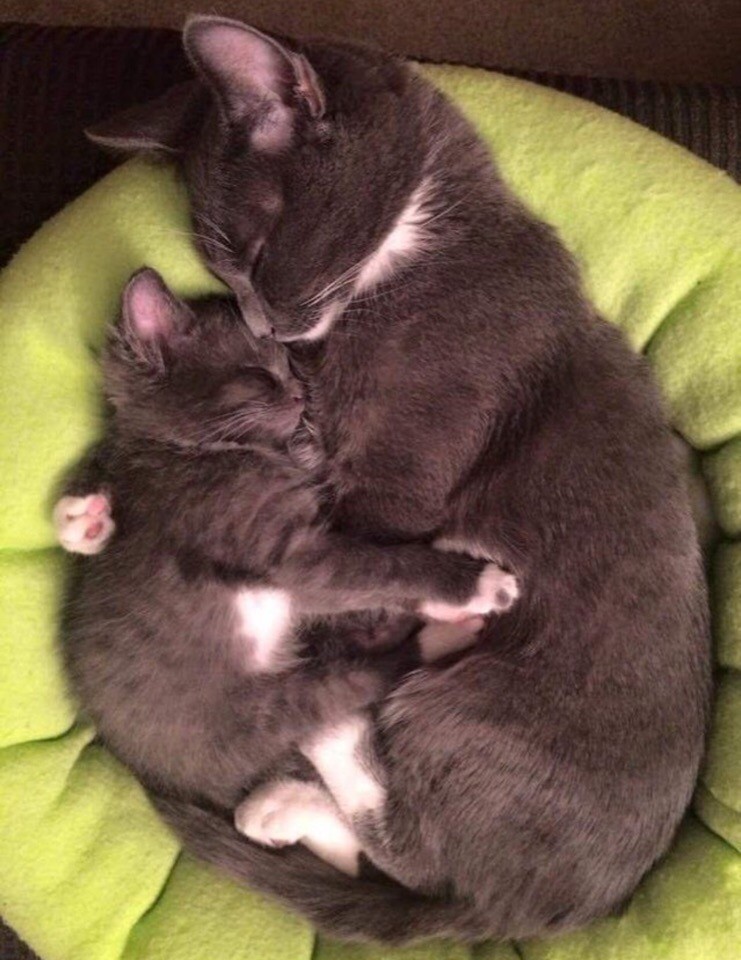 Серенькая кошечка с котёнком спят