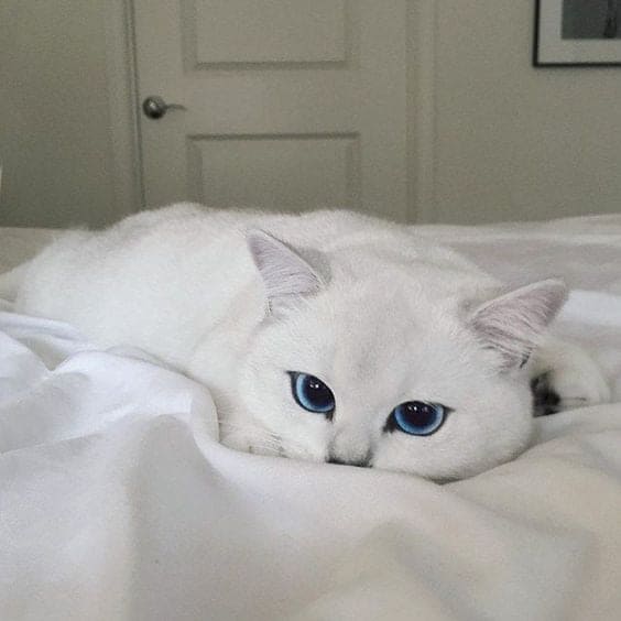 Беленькая красотка с голубыми глазами