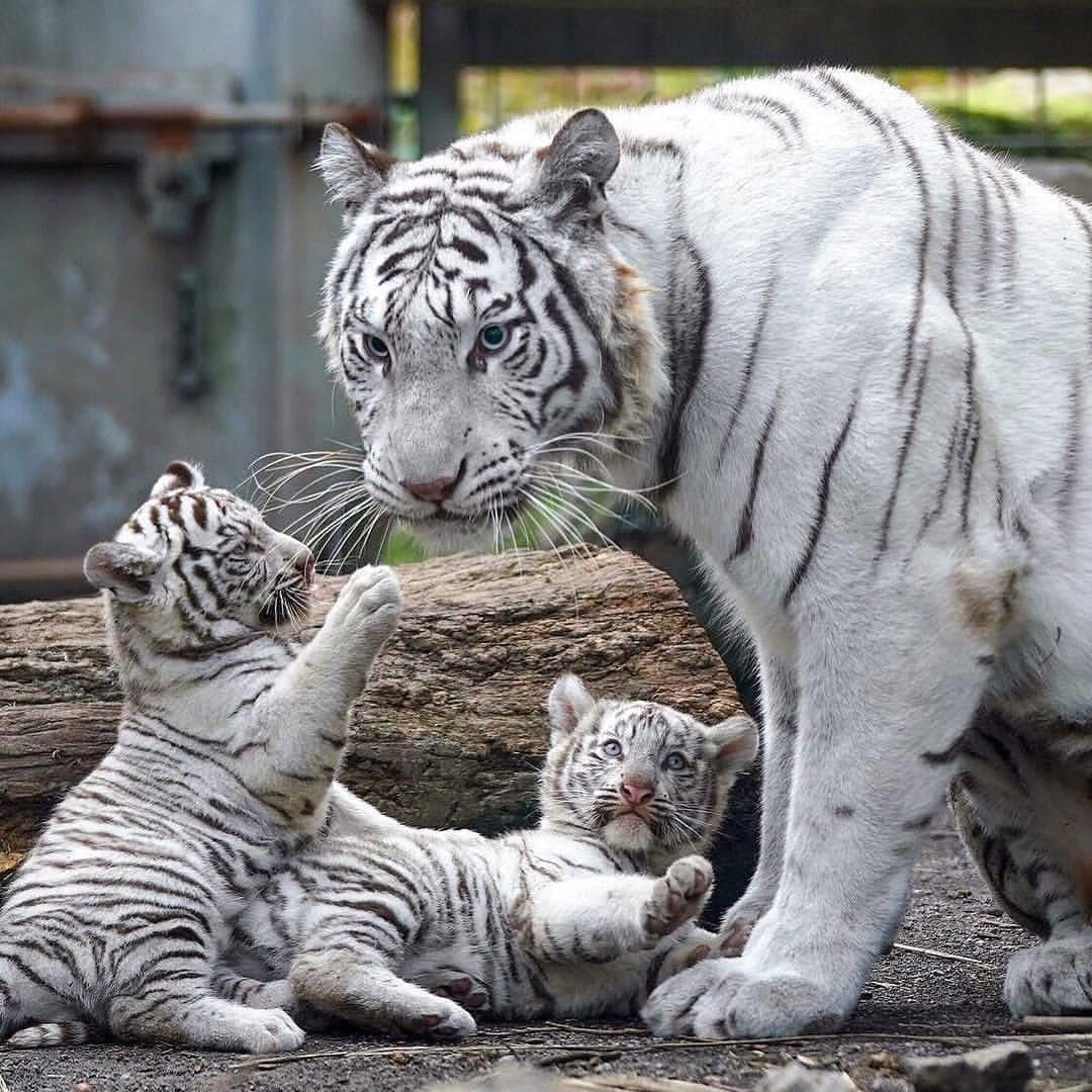 Белый тигр котята фото