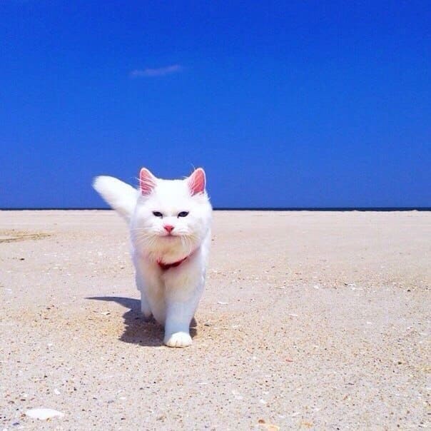 Белая кисуля на пляже