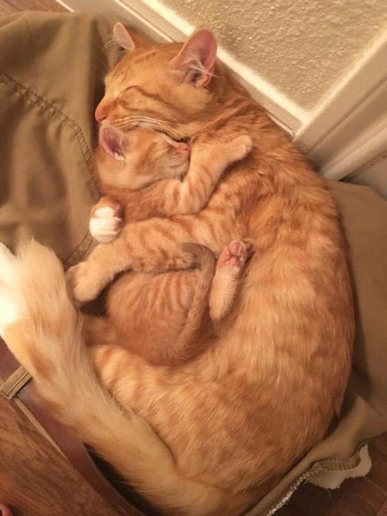 Рыжие кошечка с котёнком спят