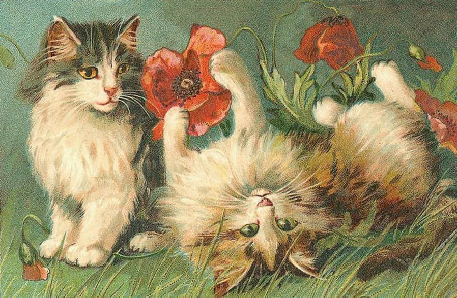 Кошки играют с цветами мака