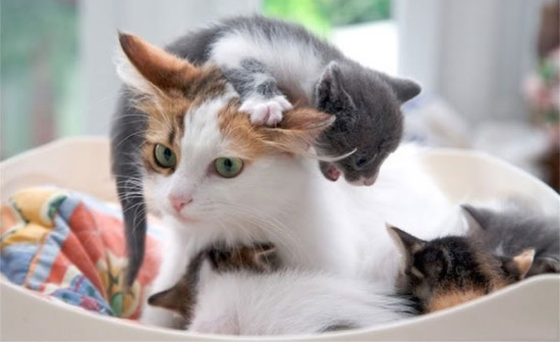 Трёхцветная кошечка с котятами