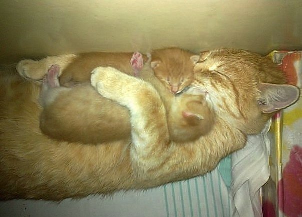 Рыжая кошка с котятами спит