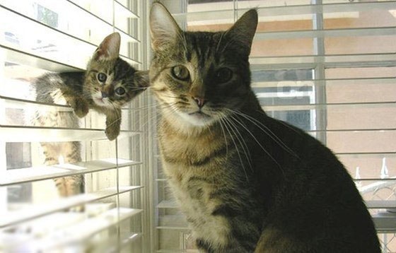 Кошечка с котёнком и жалюзи