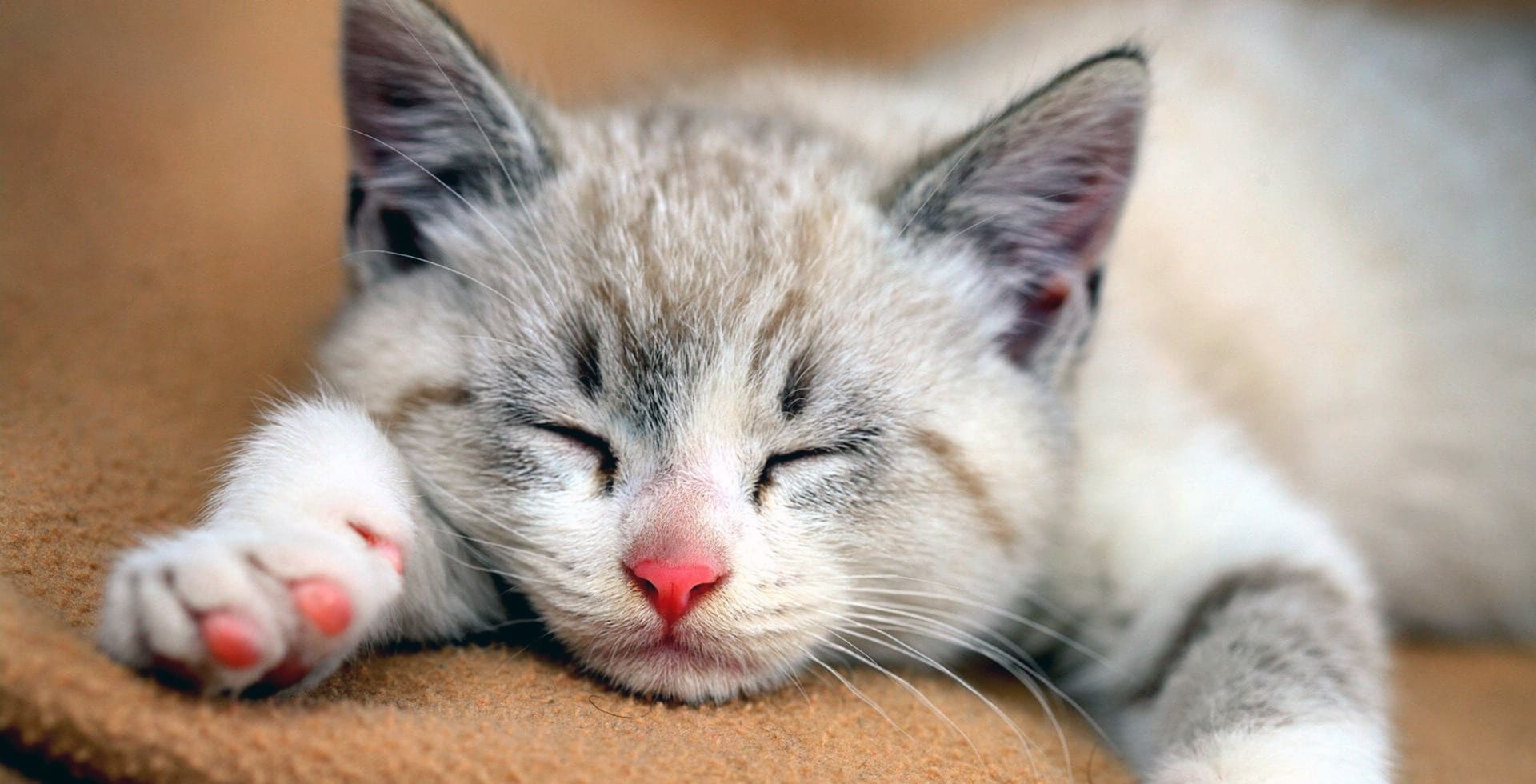 Серенький с беленьким котёнок на коричневом одеяле