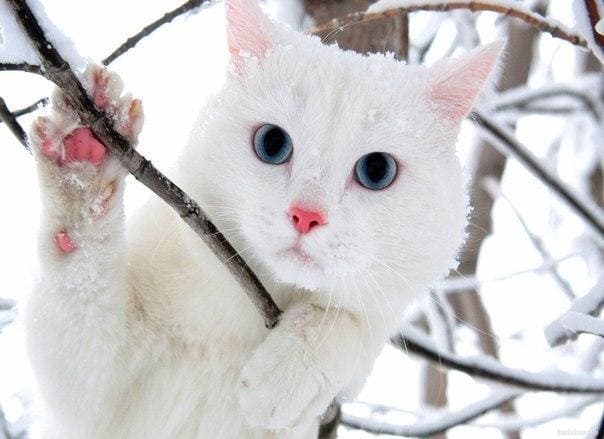 Белый кот на дереве