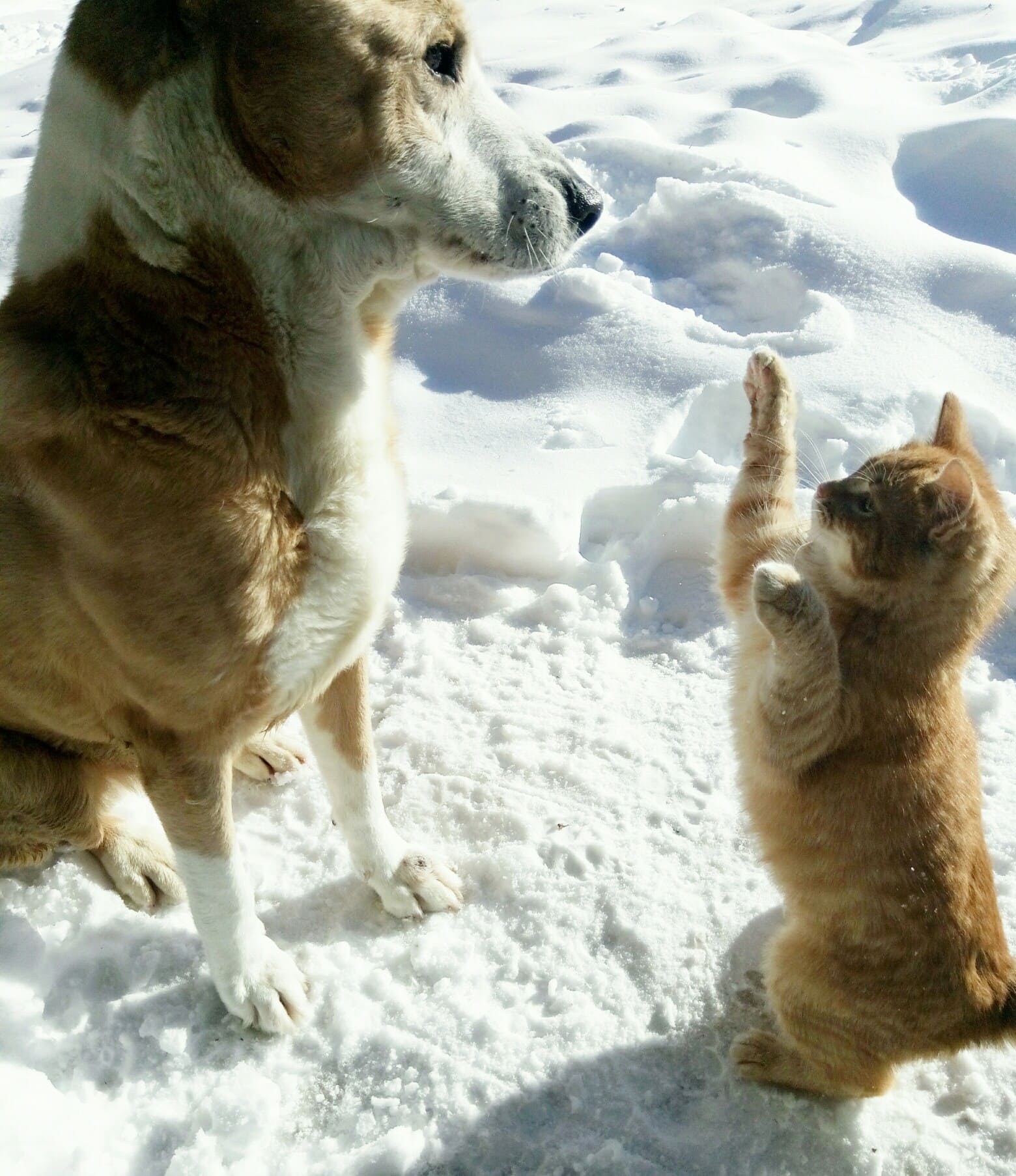 Кот и собака на снегу