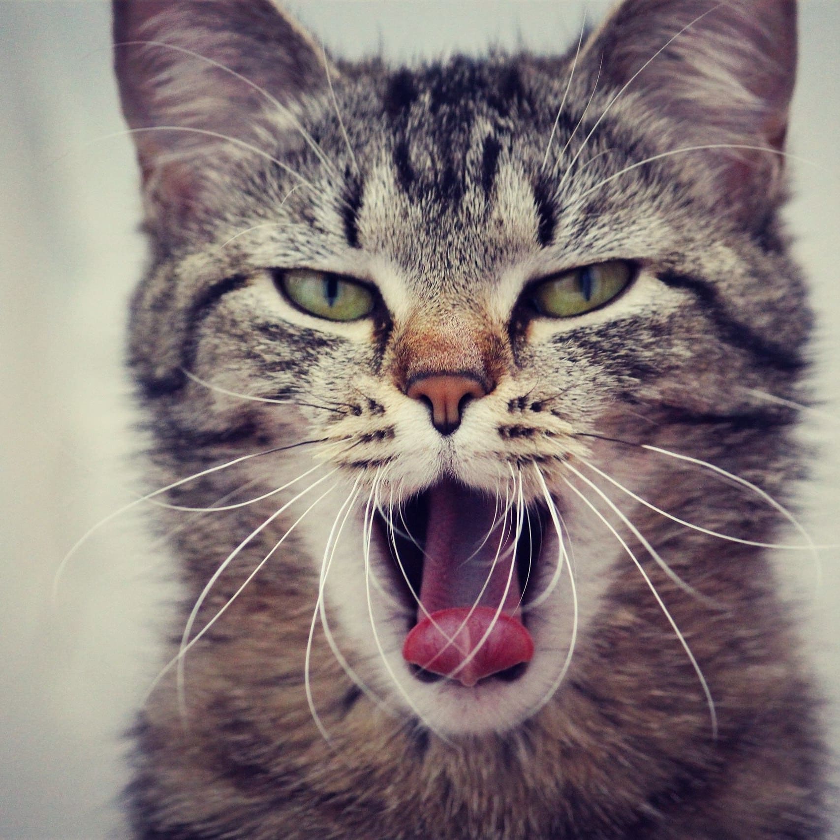 Полосатый котик зевает